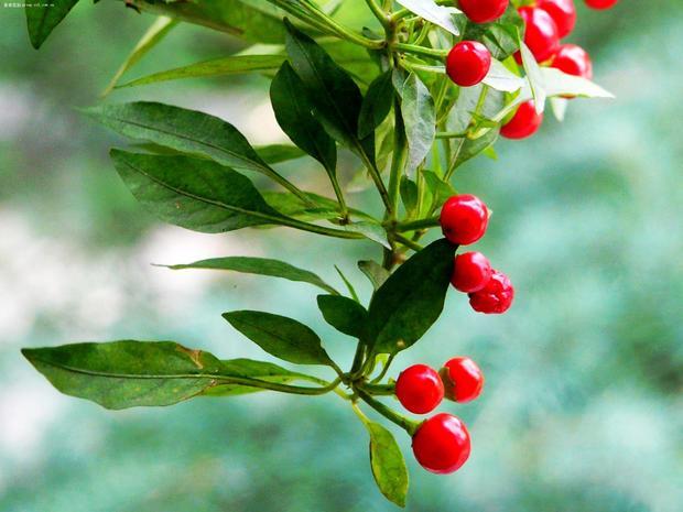 为什么叫樱桃椒