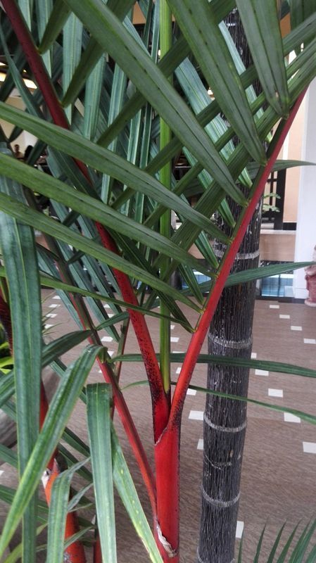 这红杆象散尾葵的植物叫什么,_360问答