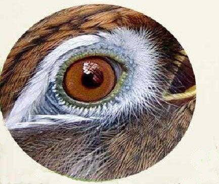 画眉鸟眼水图胆巴图片