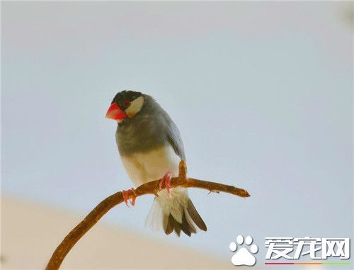 灰文鸟饲养 灰文鸟喜食带壳的种籽