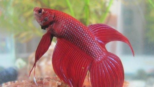 楼下活动送了一条装在瓶子里的鱼.请问这是什么鱼,怎么养?