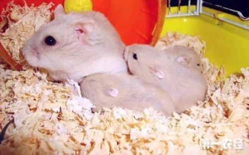 现在养仓鼠会冷死吗?