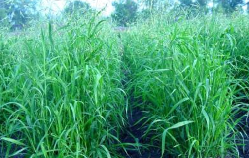 草鱼最喜欢吃什么草