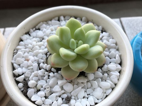 多肉白马是由什么和什么的杂交品种?