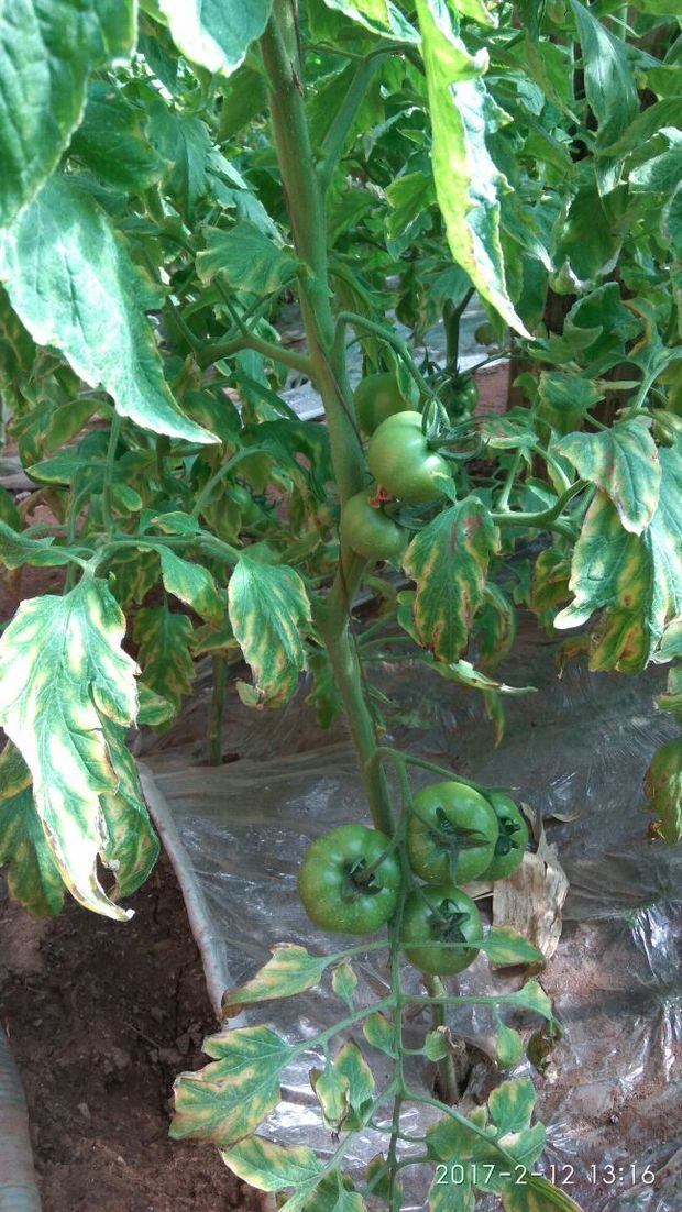 西红柿底部叶片黄化