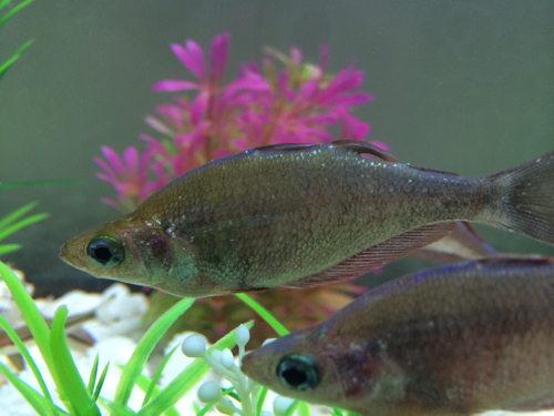 红苹果鱼身上有白点,正常吗