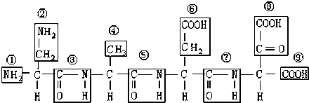 圖中代表肽鍵的序號為