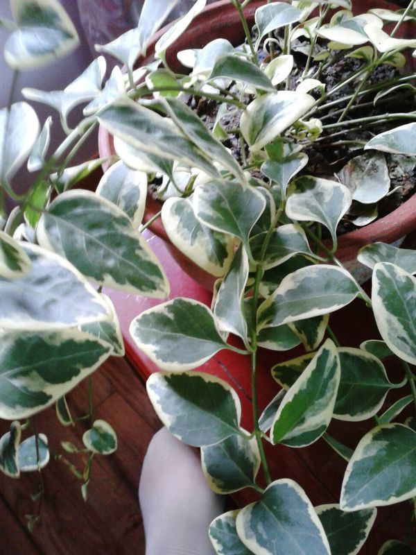 我养的这一株是什么植物,它的叶片上为什么会有黄色