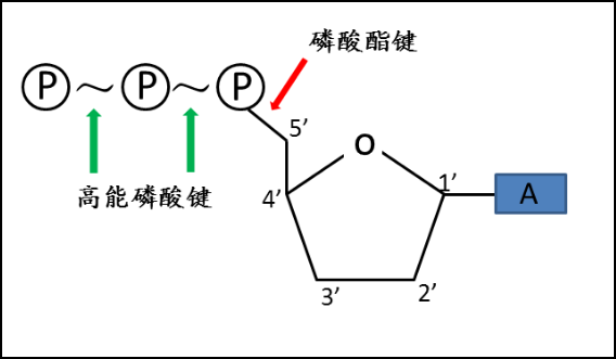 酯键结构式图图片