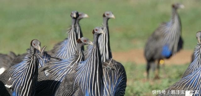 科学家怎么交流
