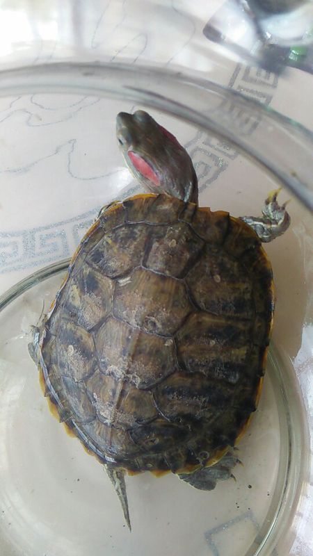 乌龟壳上有几个洞是不是腐甲病，还有眼睛有肿，只能睁开一半，冬天的时候完全睁不开。里面那层膜是怎么回