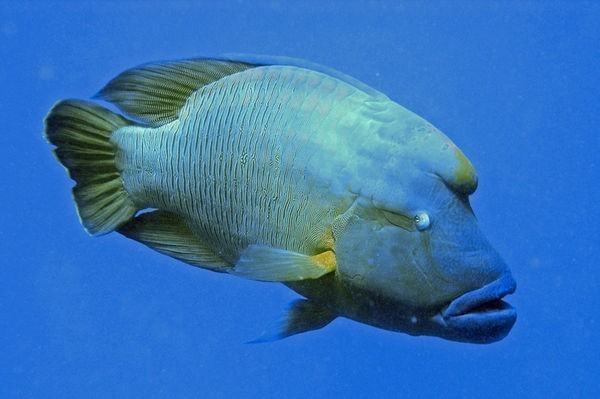 苏榄眉鱼和苏眉鱼的区别?_360问答