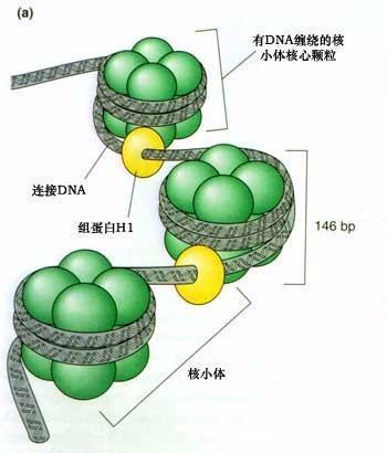 核小体装配蛋白是什么类型的蛋白