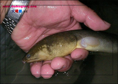 台湾土龙是什么