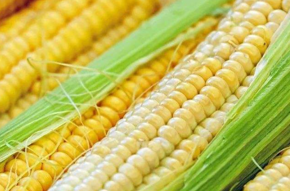 玉米为什么能降低血液中的胆固醇浓度?