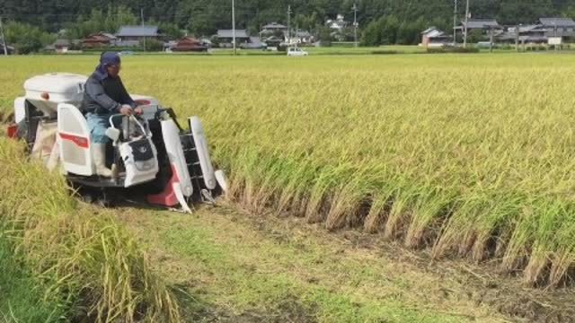 [图]中国教授成功解决镉大米,日本大米污染严重,100亿请求出手相救