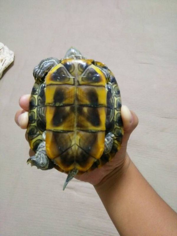 今天在日照海边买了一只乌龟,讲价最后要了10