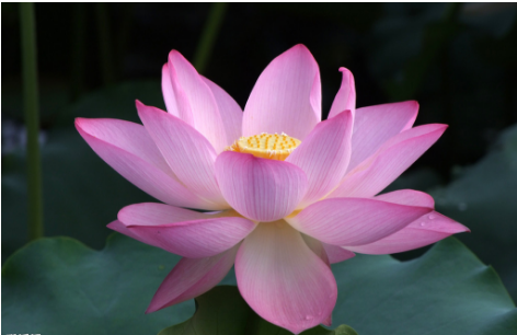 "身是菩提树,心似莲花开"是什么意思?