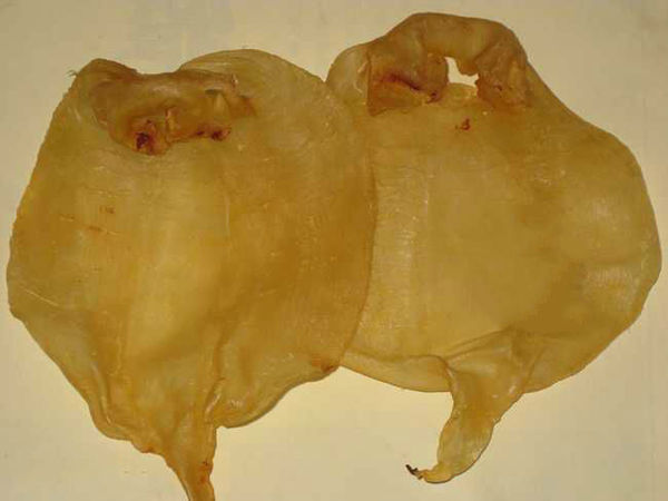 沙参玉竹参须石斛花胶可以一起煲汤吗?