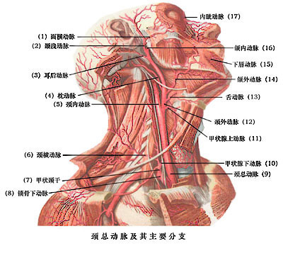 甲状腺下动脉图片图片