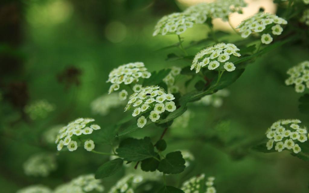 绿色护眼小清新植物[图1]