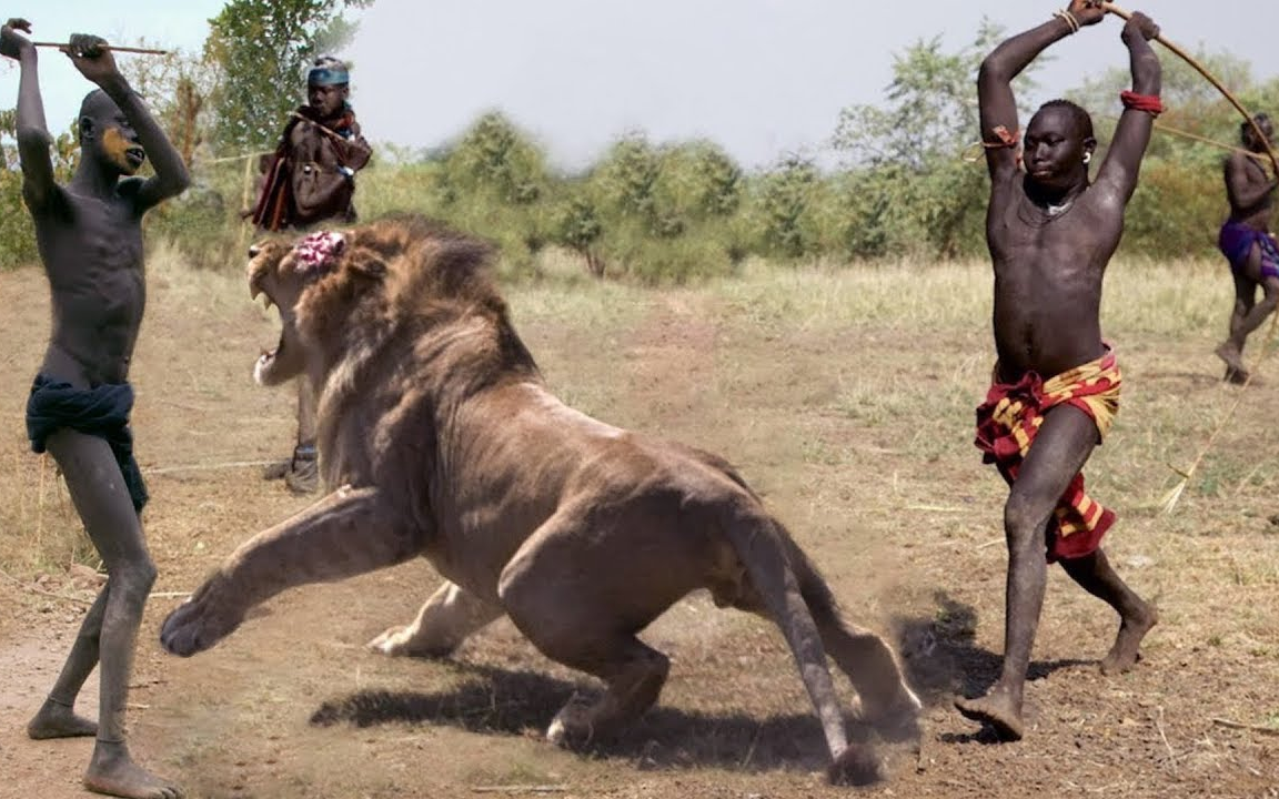 神奇的野生动物攻击- b>野生动物搏斗 /b>镜头拍摄_野生动物终极搏斗