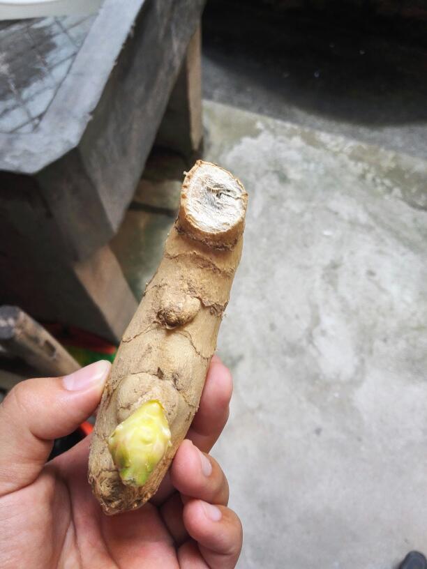 生姜发霉和发芽能吃吗?局部还是全部?见下图,谢谢!