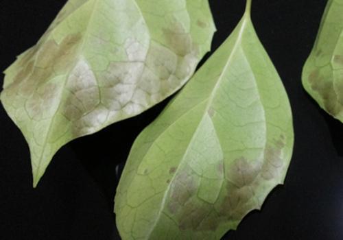 苗木根部积水和干旱导致叶子萎蔫怎么区别