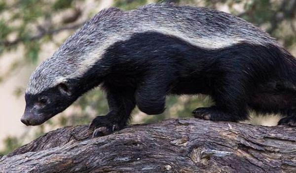 狗獾和猪獾的区别是什么?