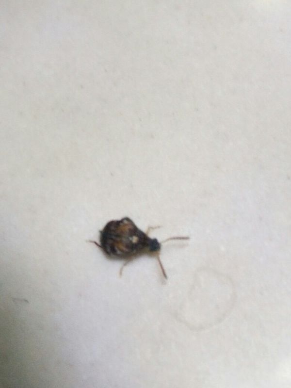 最近我家厨房出现了很多很多黑色的很小很小的硬壳虫,能飞。请问谁知道这是什么虫子啊?怎么灭掉它。