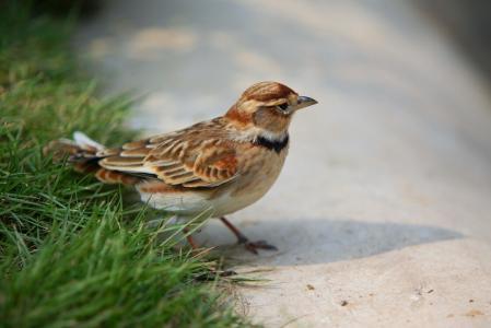 百灵鸟喜欢吃什么