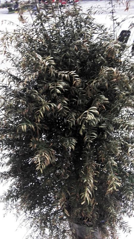 红豆杉枝叶发黄枯萎,如何救活?