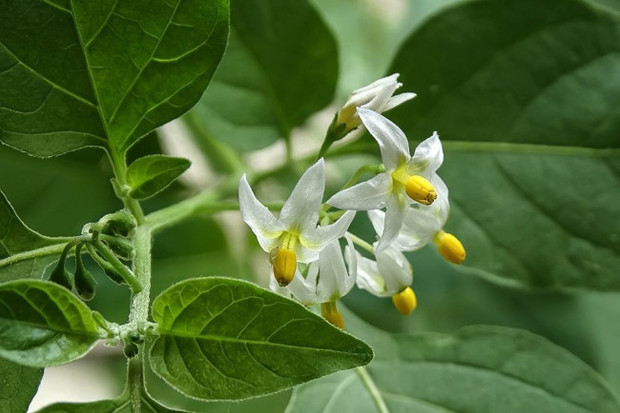 龙葵花开花的样子图片