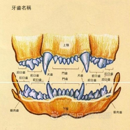 狗牙齿 结构图图片