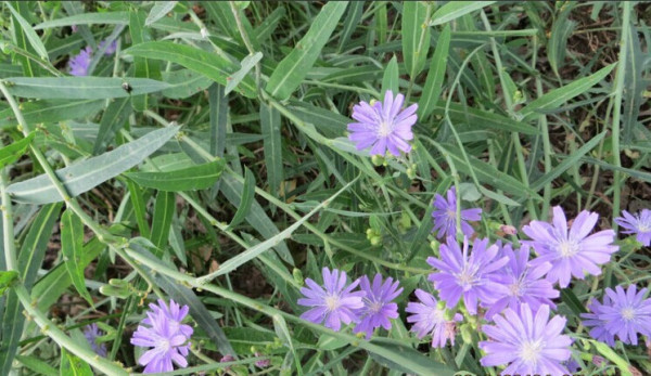 寻找正宗的树荣苦菜图片!