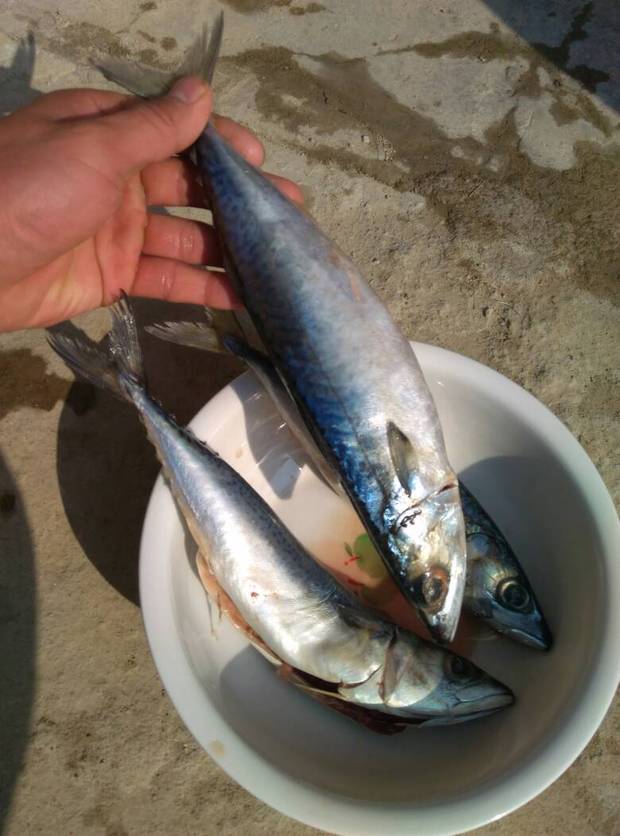 31 简介: 青占鱼,学名鲐鱼,鲈形目,鲭科,鲐属.