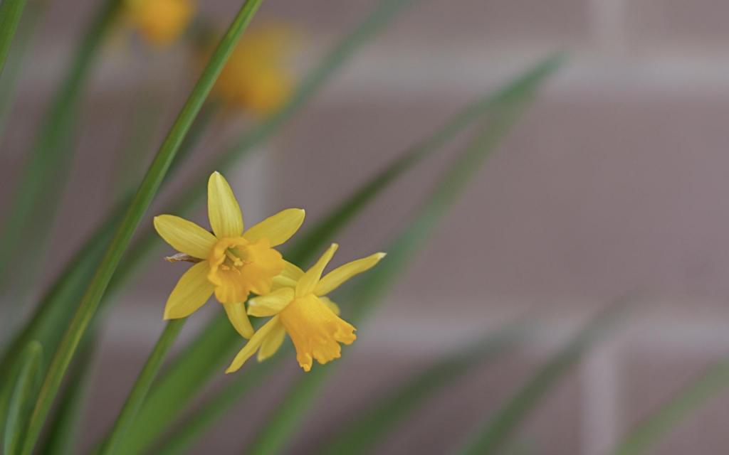 水仙花花语自恋电脑壁纸[图10]