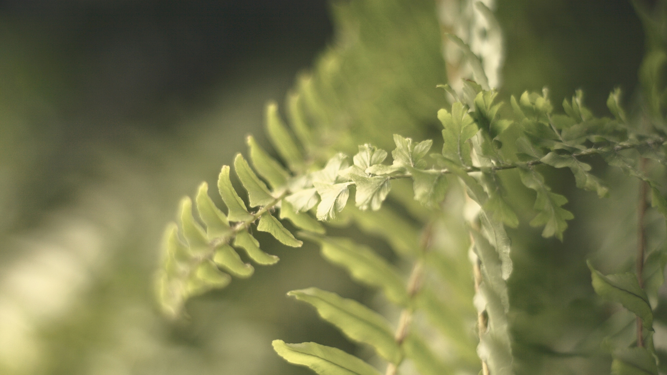 植物绿叶嫩芽图片[图2]