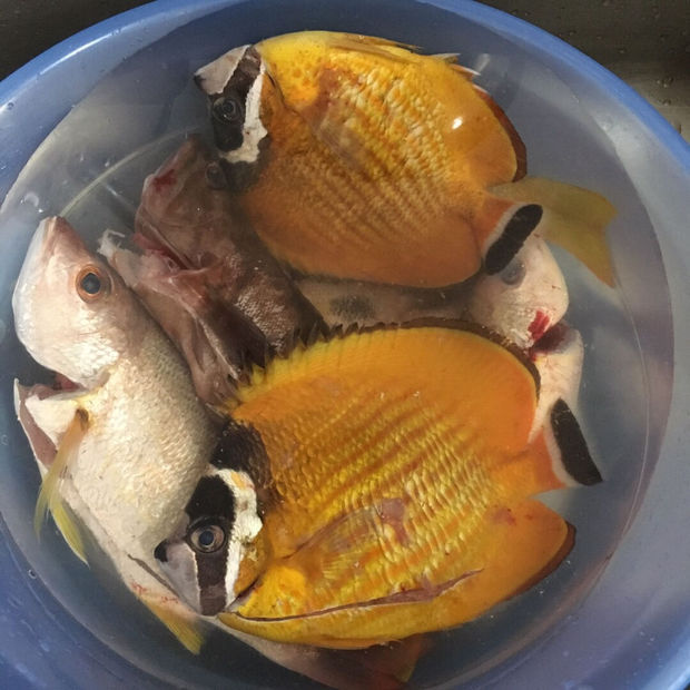 一种扁扁的黄色的海鱼叫什么名字