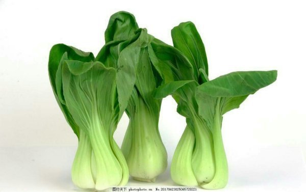 勺子菜和油菜有什么分别