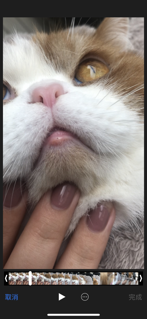 猫咪下嘴唇有个小脓包图片
