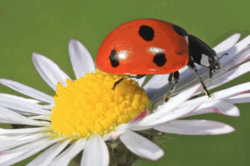 ladybug与ladybird的区别是什么?