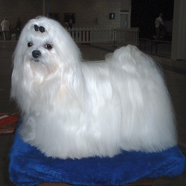 白色大型犬的品种图图片