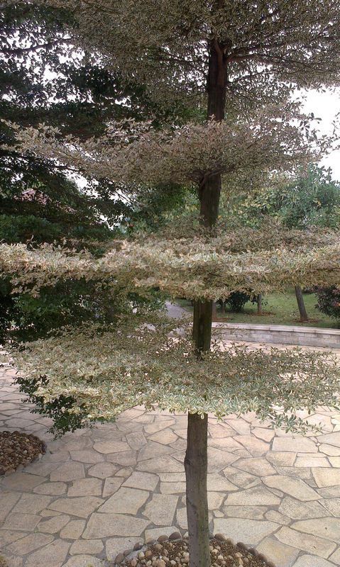 有一些像灯台树?有一层一层的