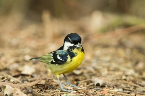 请问大家这是什么鸟
