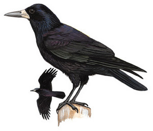 长嘴黑鸟是什么鸟图片图片