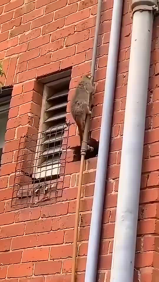 原来 老鼠是这样爬的 水管    搞笑