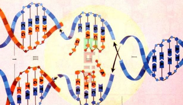 当基因复制错误时 人体自身的修复功能,会促使大部分错误的dna修复