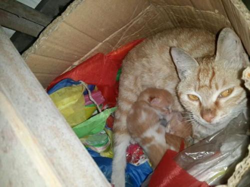 被刚养的猫抓了一下 没出血 破了一点皮 怎么办