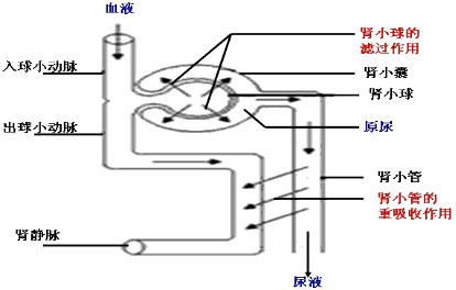 形成原尿和尿的场所依次是a ①②b ②④c ②③d ③④